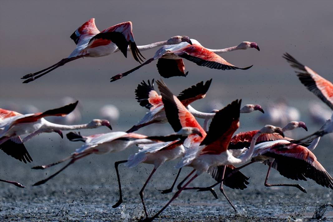 Konya’nın flamingo cenneti! 180 türe ev sahipliği yapıyor, görsel şölen sunuyor 23